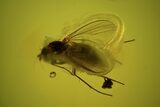Detailed Fossil Dance Fly (Empididae) - Excellent Eyes #102760-2